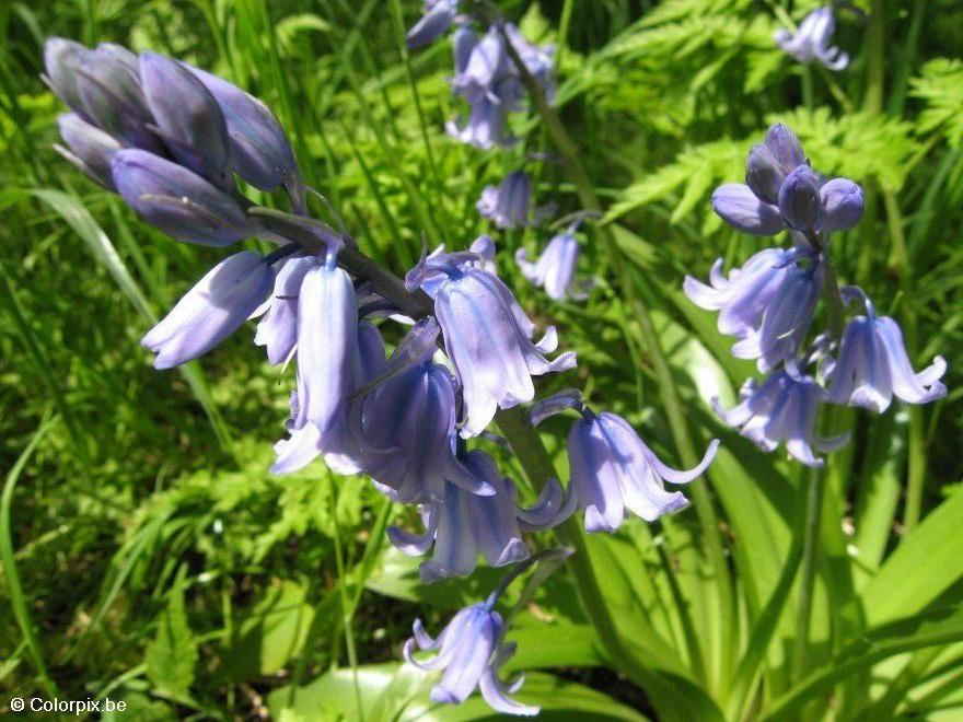 hyacinth 1 Photo hyacinth 1