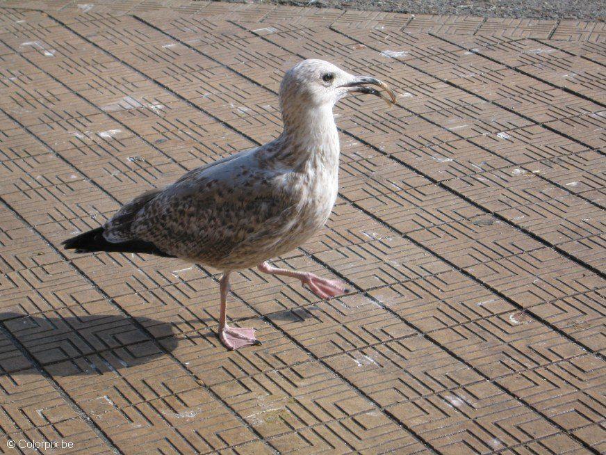 sea gull 2 Photo sea gull 2