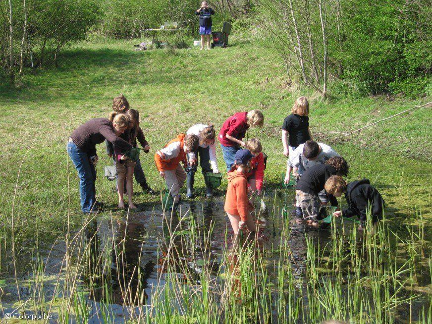 frog pond Photo frog pond