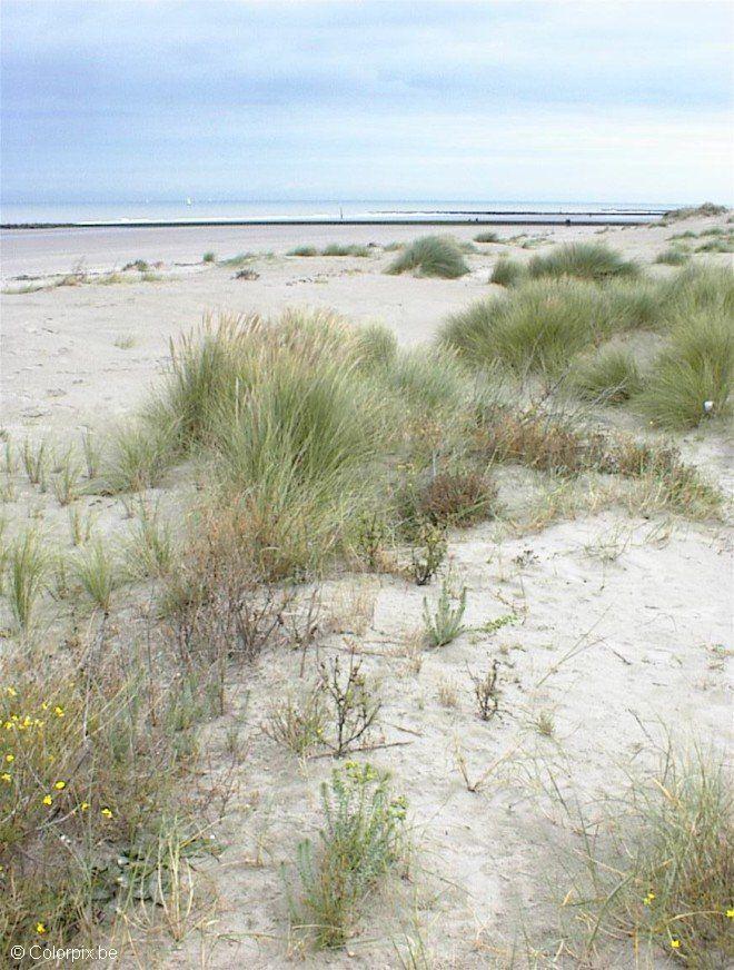dunes 2 Photo dunes 2