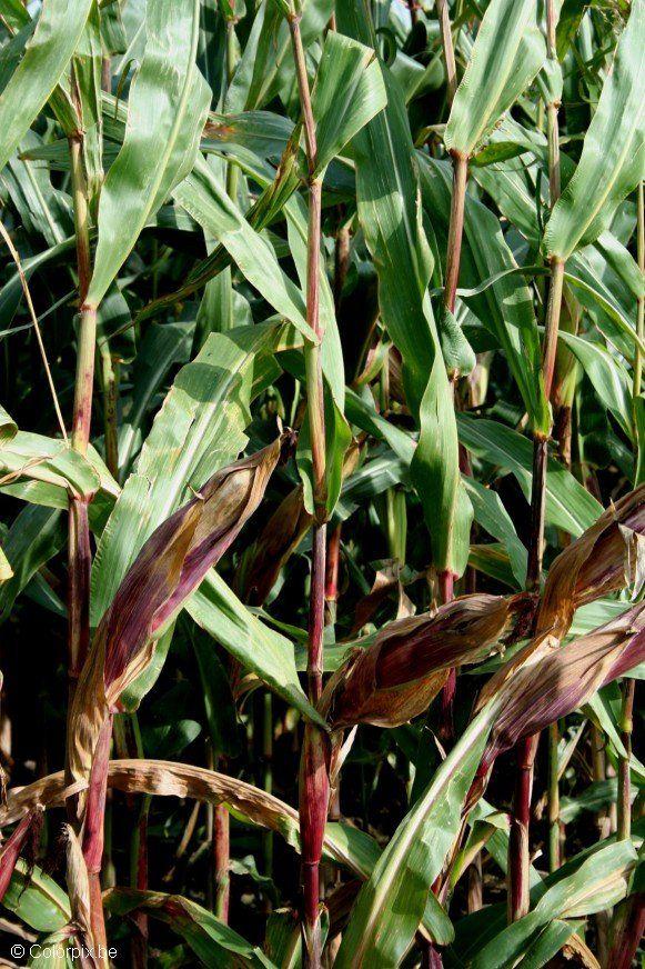 corn Photo corn