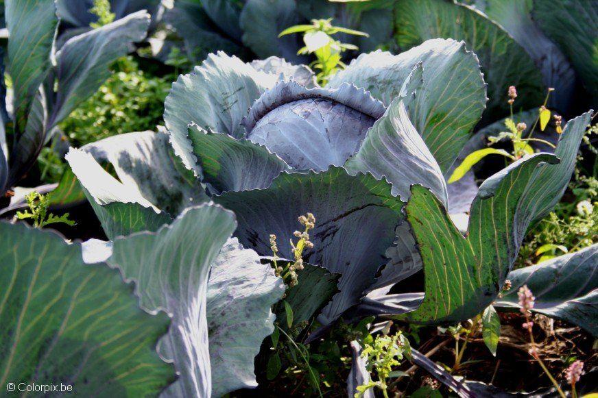 red cabbage Photo red cabbage