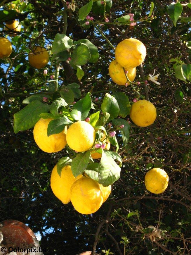 lemons Photo lemons