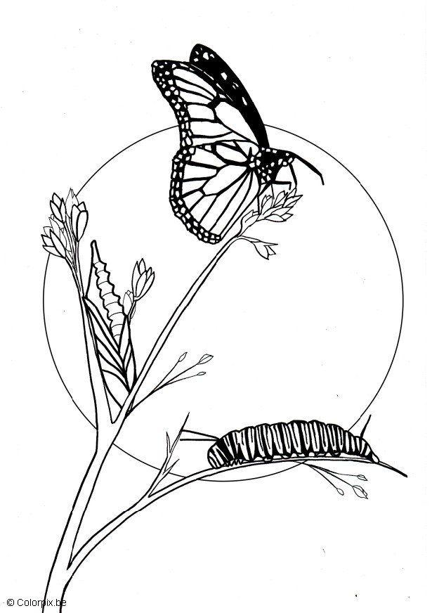 butterfly Coloring page butterfly