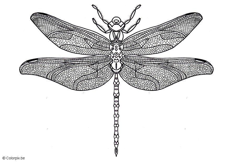 dragonfly Coloring page dragonfly