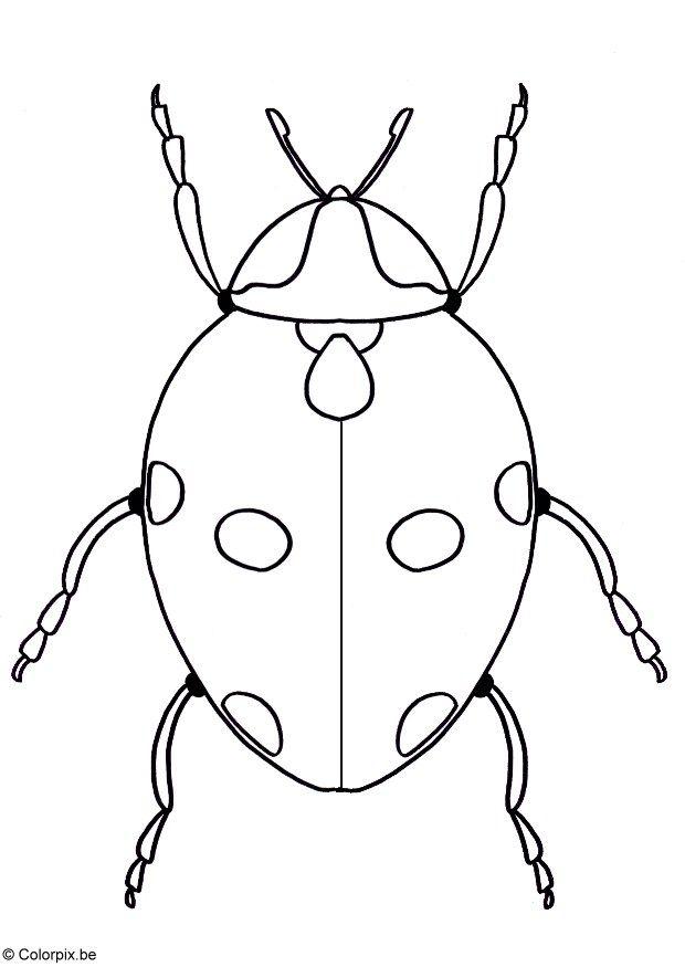 ladybird Coloring page ladybird