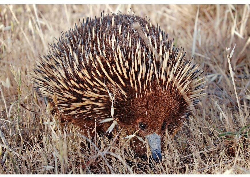 porcupine Photo porcupine