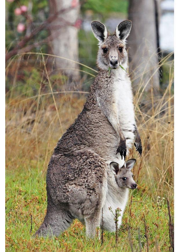 kangaroo Photo kangaroo
