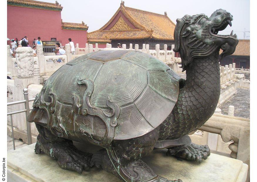 turtle Photo turtle
