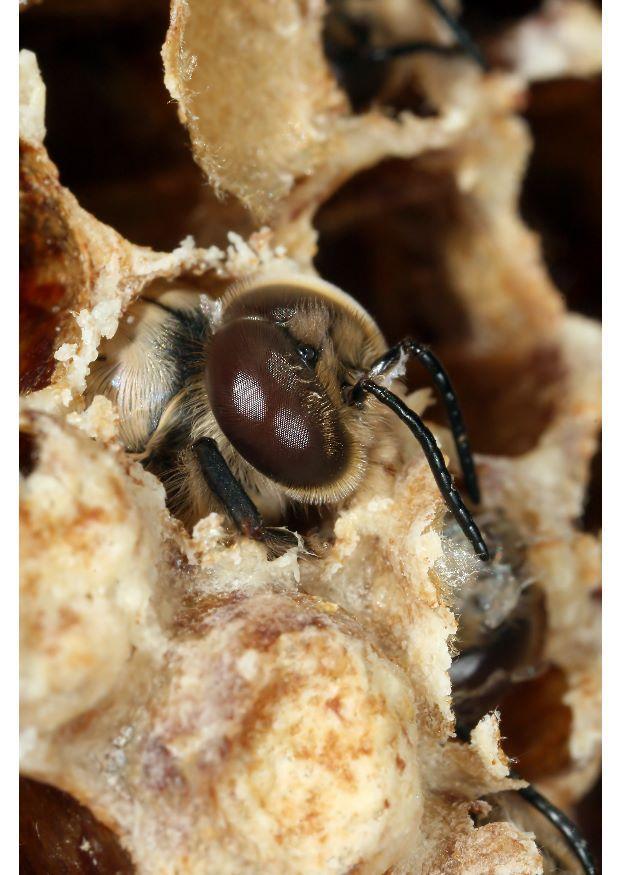 honey bee Photo honey bee