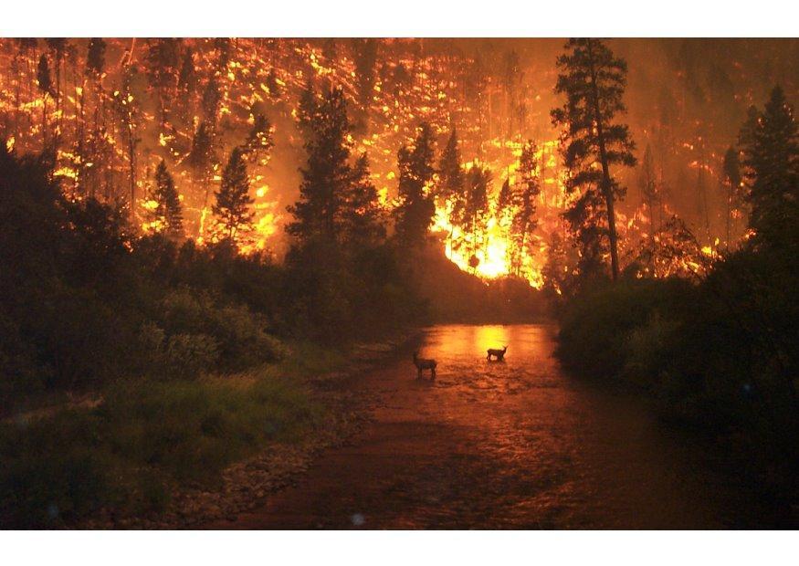 forest fire Photo forest fire