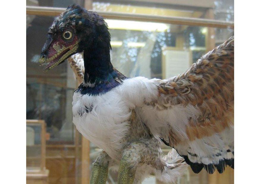 first known bird - archaeopteryx Photo first known bird - archaeopteryx