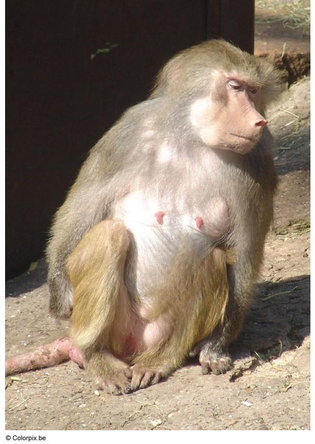 monkey Photo monkey