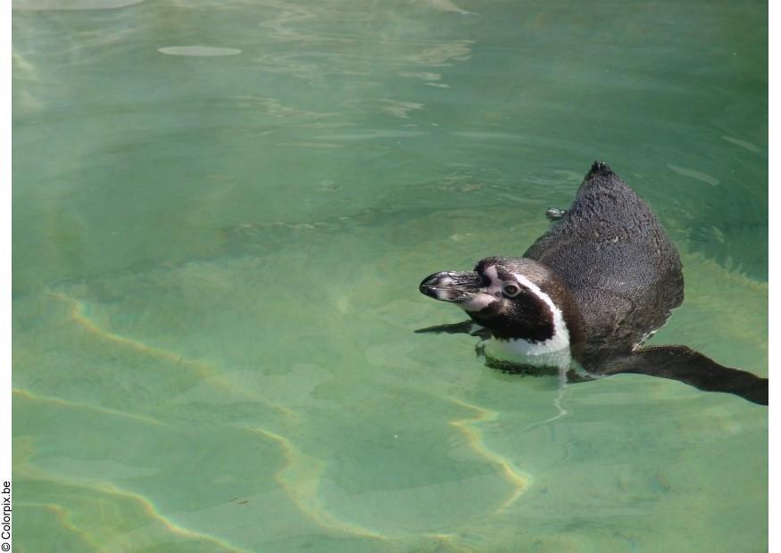 penguin Photo penguin