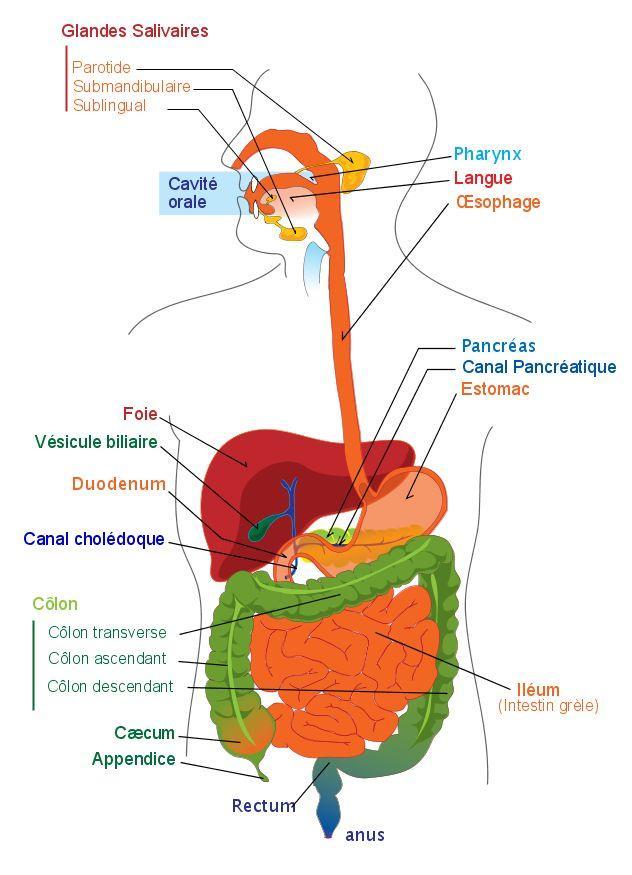 digestive system - french Image digestive system - french
