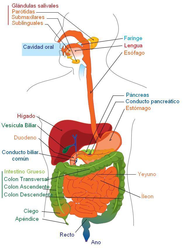 digestive system - spanish Image digestive system - spanish