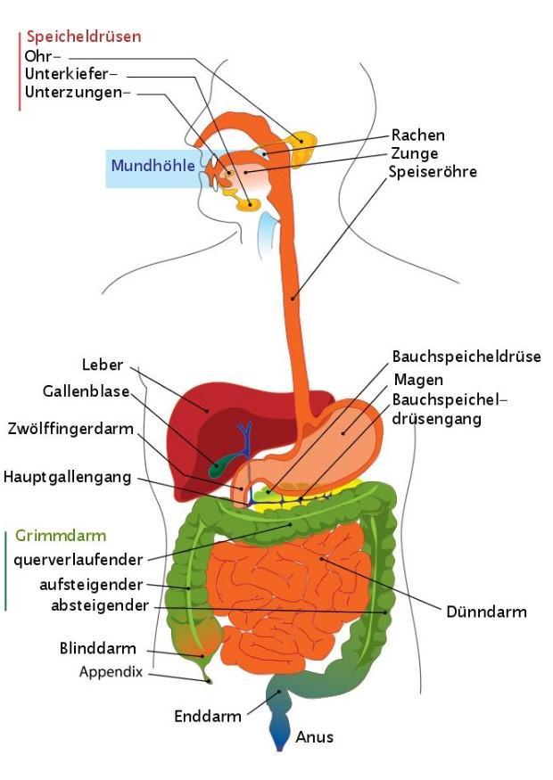 digestive system - german Image digestive system - german