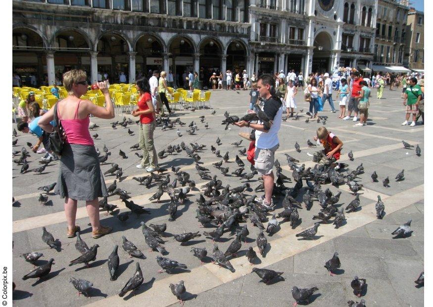 feeding the pigeons at san marco square Photo feeding the pigeons at san marco square