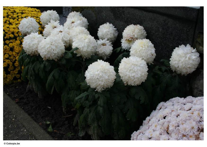 flowers in graveyard Photo flowers in graveyard