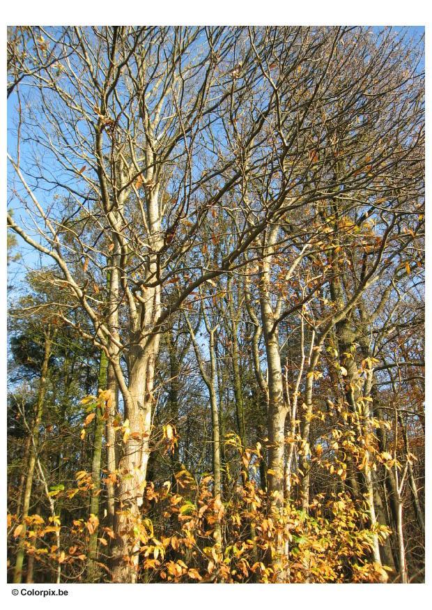 trees Photo trees