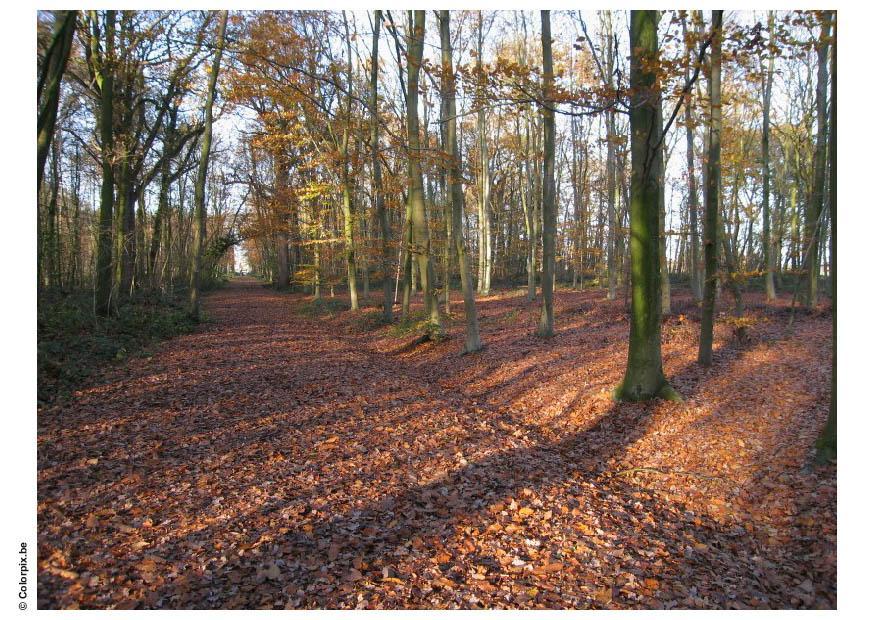 forest - autumn leaves Photo forest - autumn leaves