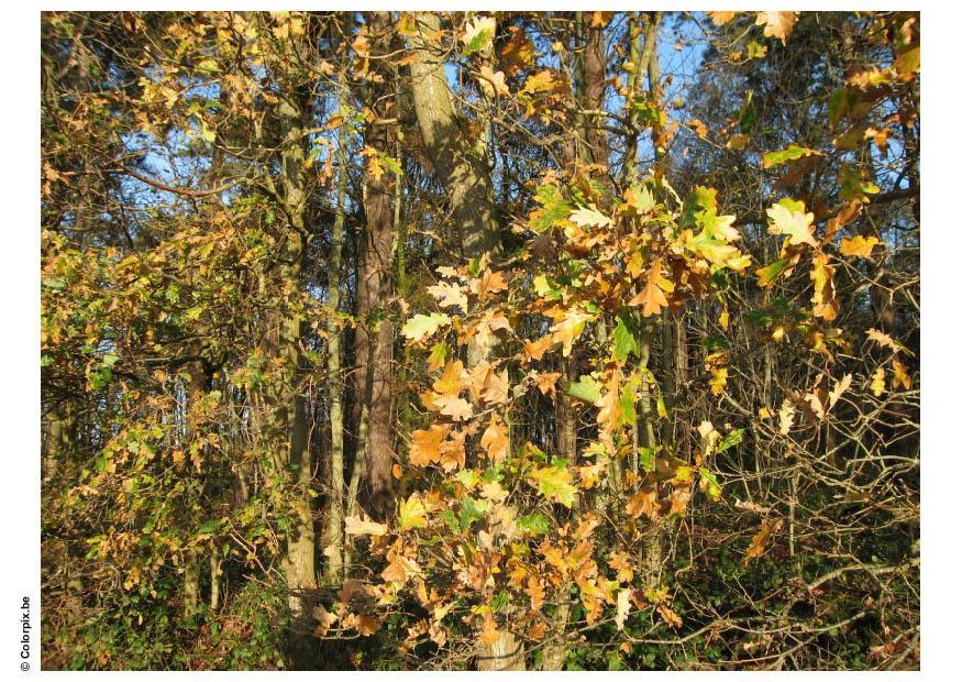 forest - autumn leaves Photo forest - autumn leaves