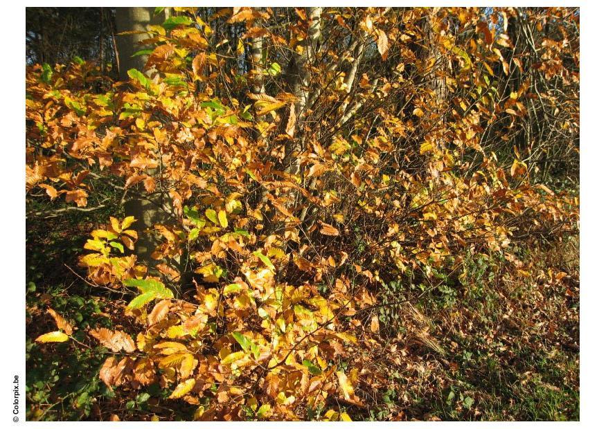 forest - autumn leaves Photo forest - autumn leaves