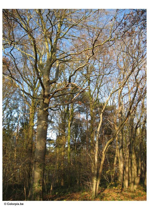 forest Photo forest