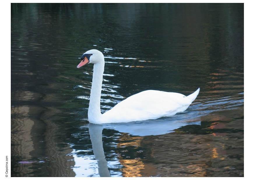 swan Photo swan