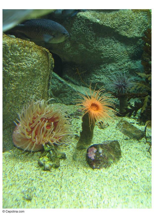 anemone Photo anemone