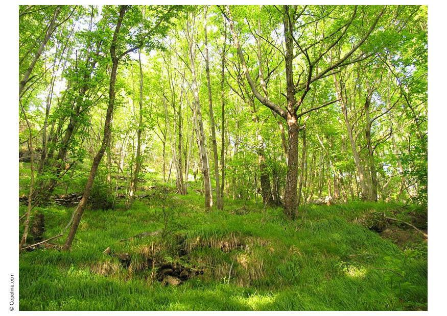 forest 2 Photo forest 2