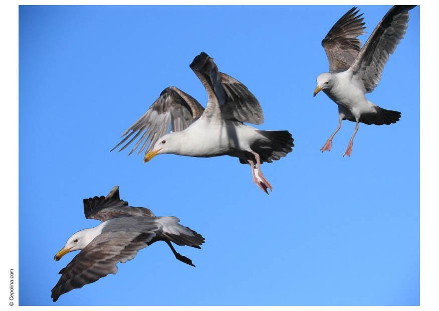 seagulls Photo seagulls