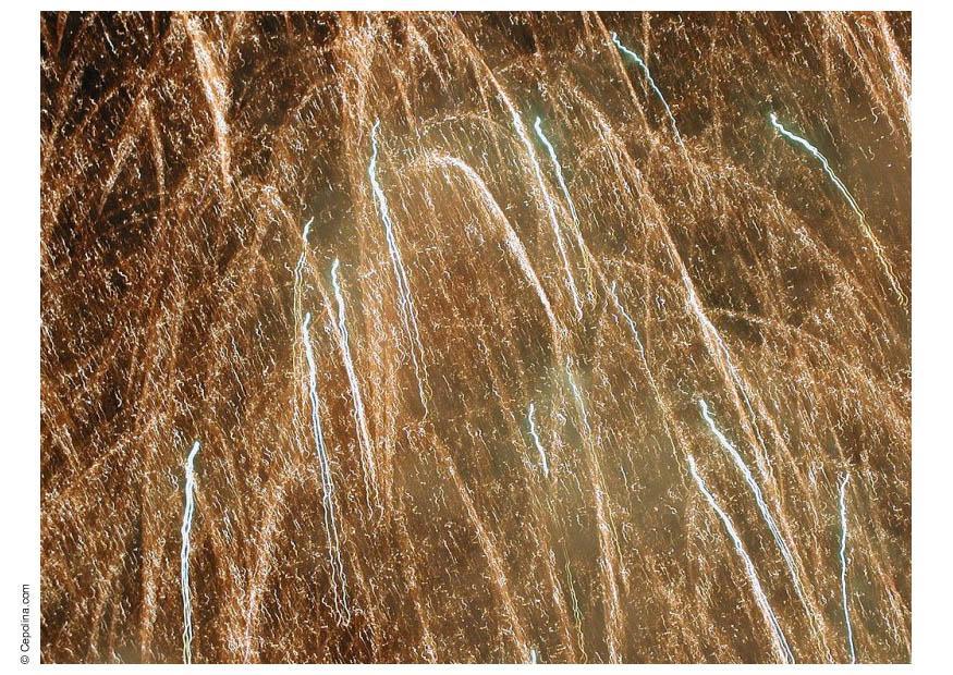 firework Photo firework