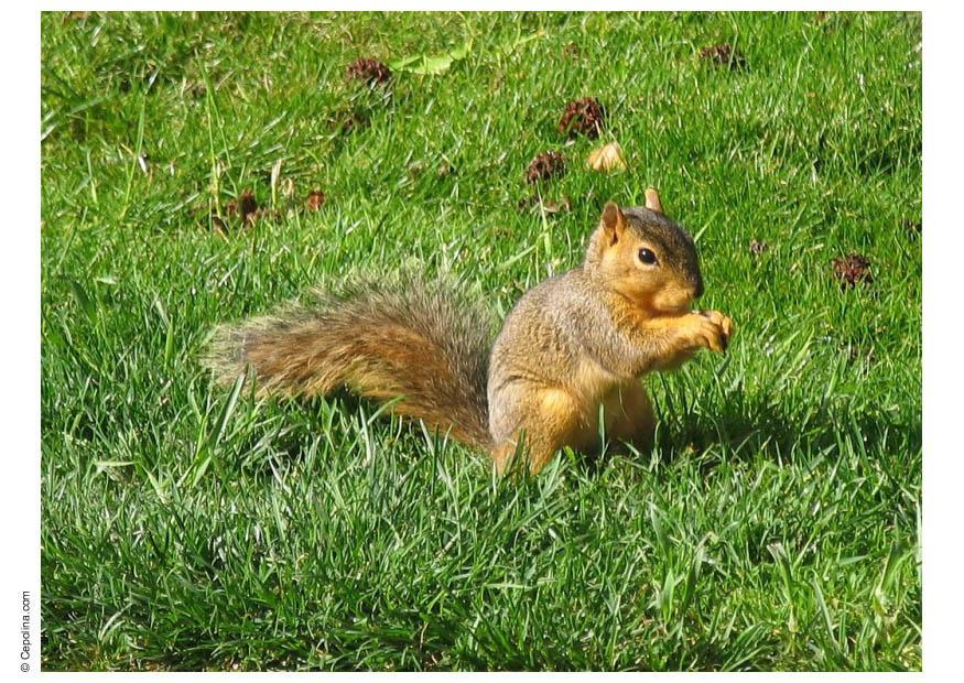squirrel Photo squirrel