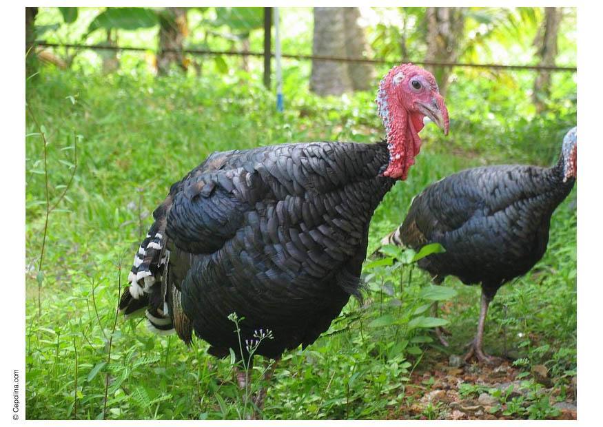turkey Photo turkey