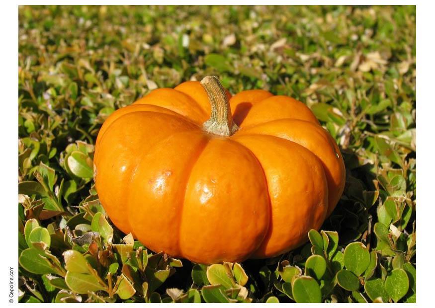 pumpkin Photo pumpkin