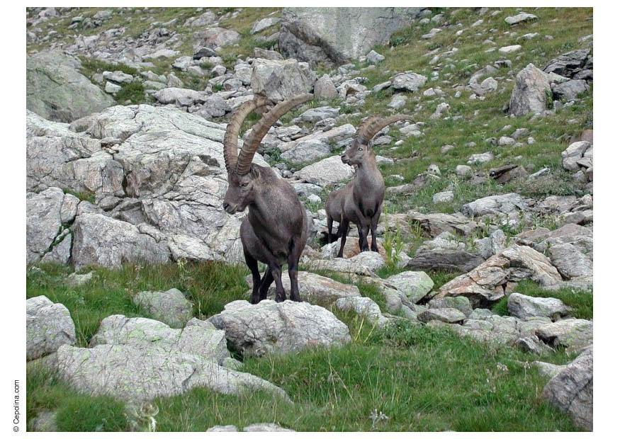 ibex Photo ibex