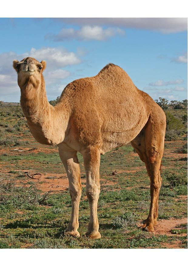 dromedary Photo dromedary