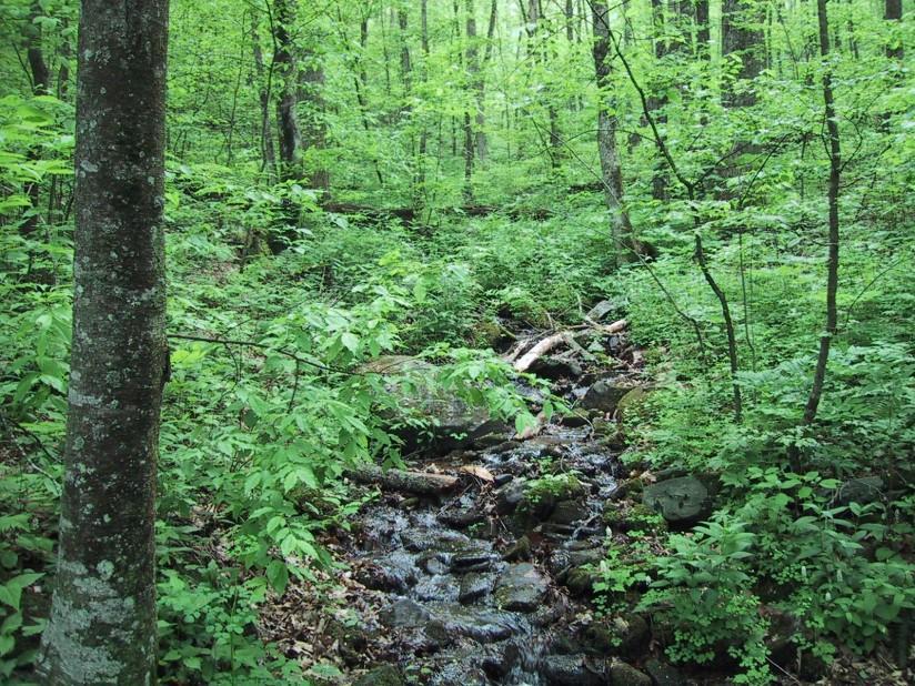 forest Photo forest