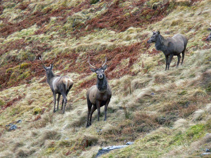 deer 1 Photo deer 1