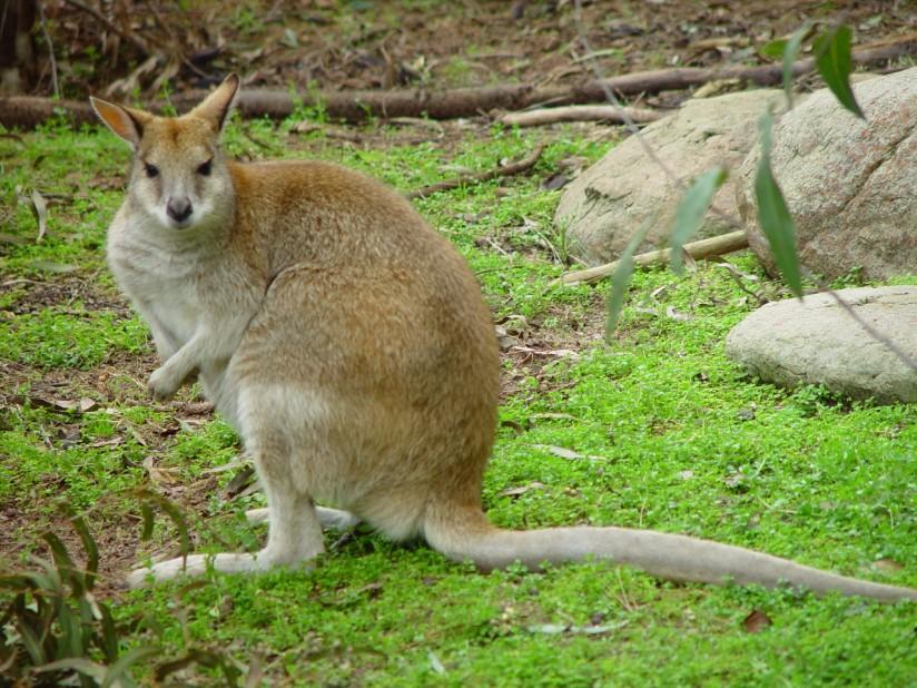 kangaroo Photo kangaroo
