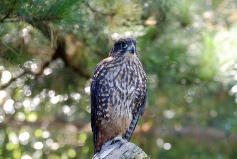 Photo falcon