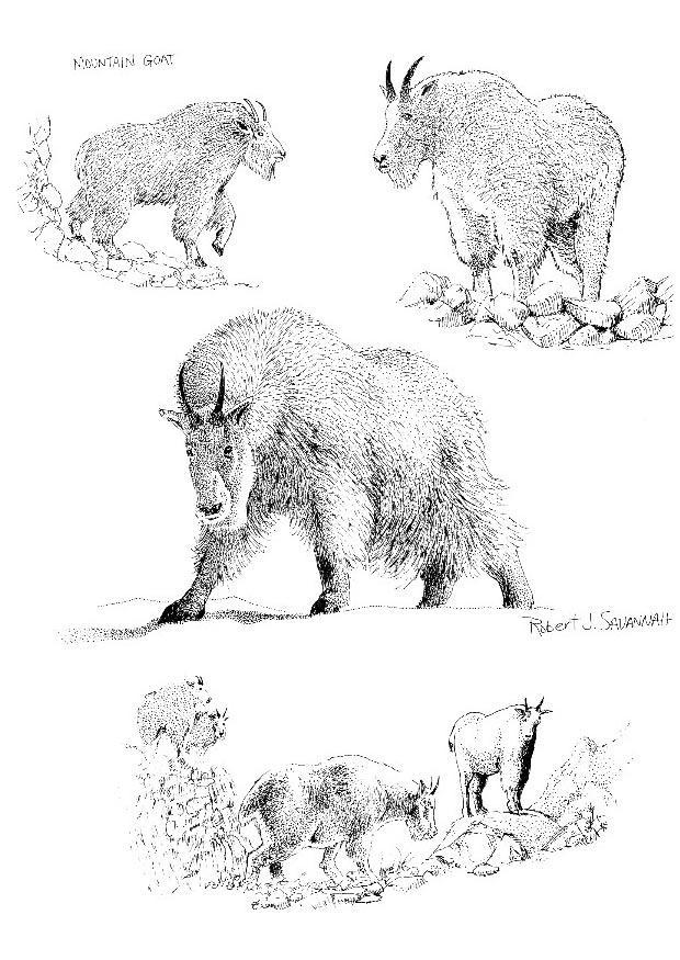 chamois Coloring page chamois