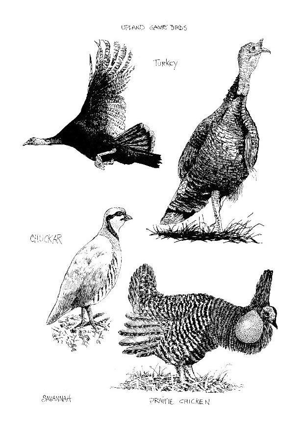 birds Coloring page birds