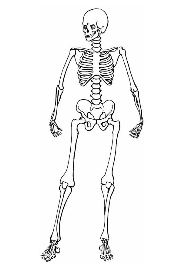 skeleton Coloring page skeleton