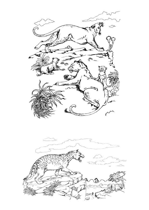 predators Coloring page predators
