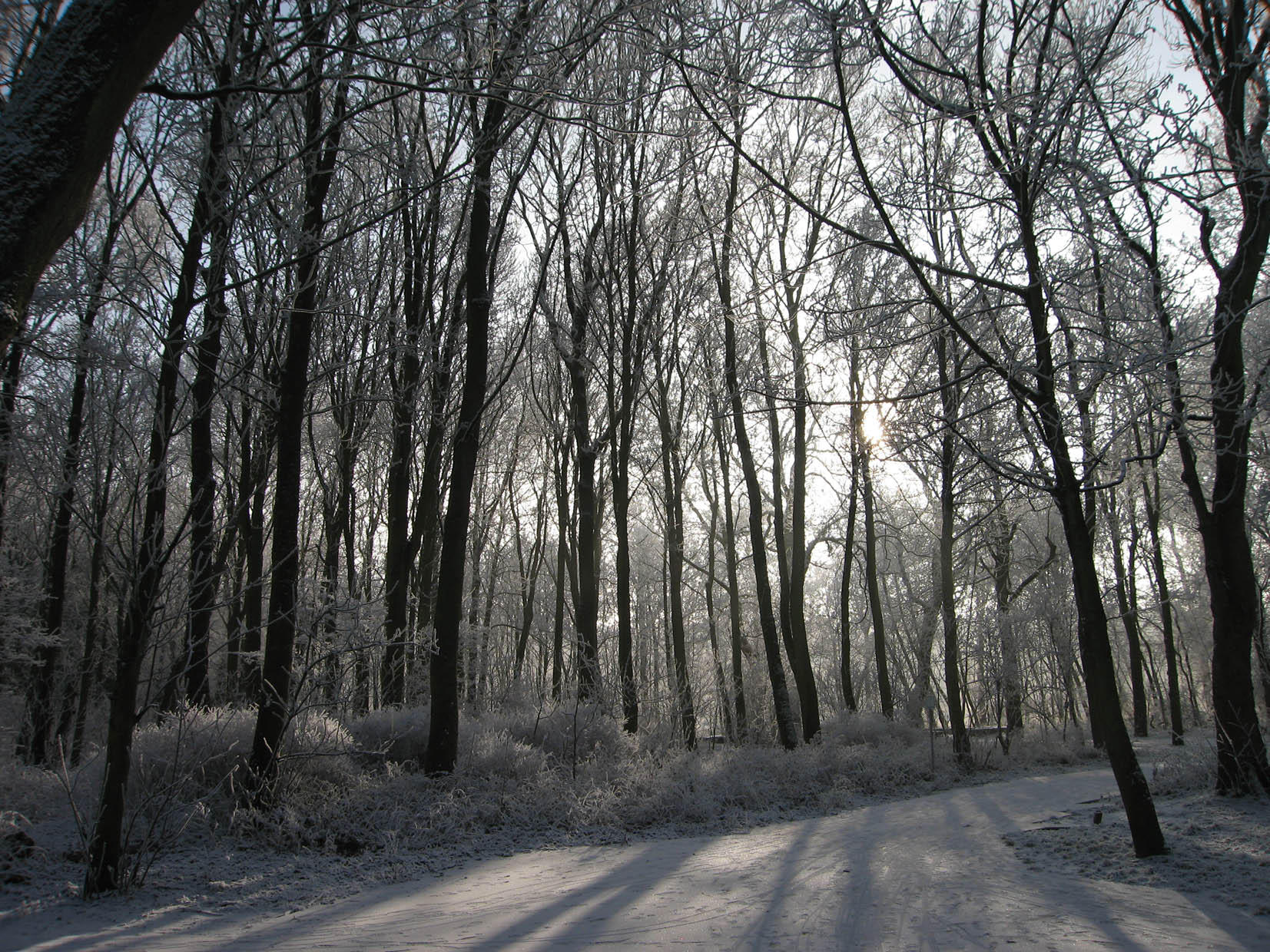 winter Photo winter