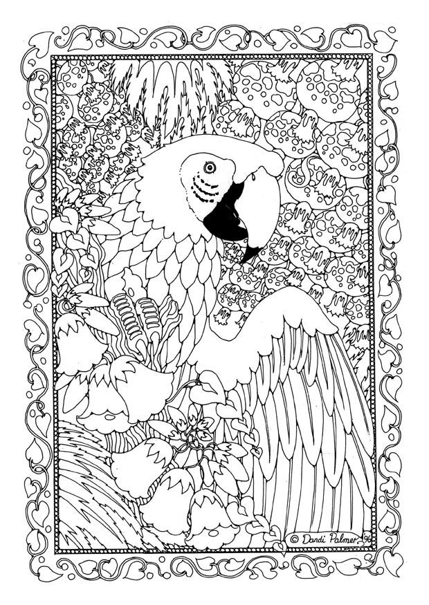 parrot Coloring page parrot