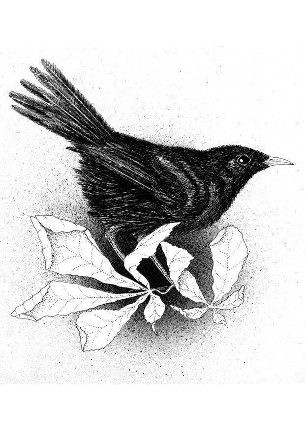 starling Coloring page starling