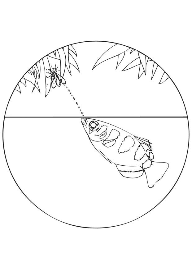 archerfish Coloring page archerfish